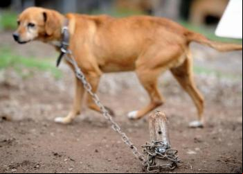 ACORRENTAR ANIMAIS PODE SER PROIBIDO EM MINAS GERAIS