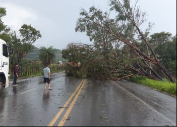 QUEDA DE ÁRVORES INTERDITA PARCIALMENTE TRECHOS DA BR-381