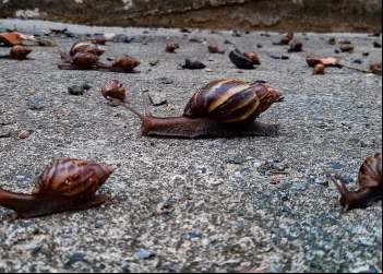 SANTA BÁRBARA TEM INFESTAÇÃO DE CARAMUJOS AFRICANOS