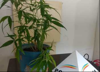 DESENTENDIMENTO NO MORADA DOS HEROIS TERMINA COM PRISÃO E APREENSÃO DE MACONHA