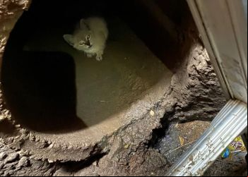 Em Fabriciano, gato é resgatado pelos bombeiros após cair em bueiro