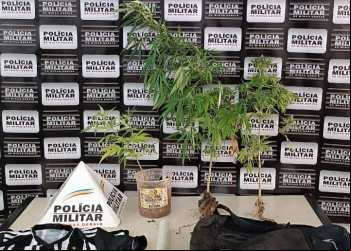 Polícia apreende pés de maconha em lote vago em João Monlevade