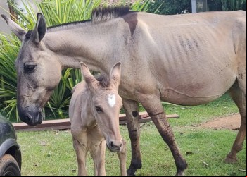 MULA CRIA EM NOVA ERA E SURPREENDE A TODOS POR SER UM FENÔMENO RARO NA NATUREZA